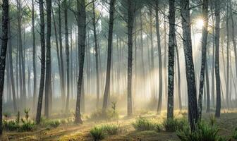 ein neblig Morgen im das Kiefer Wald, Natur Hintergrund foto