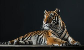 ein Amur Tiger gestellt auf ein Plattform unter Studio Beleuchtung, schwarz Hintergrund foto