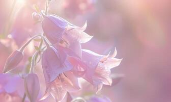 Nahansicht von ein Glockenblume im Sanft Licht, Nahansicht Sicht, selektiv Fokus, Frühling Hintergrund foto