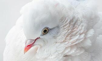 Weiß Taube mit Sanft flaumig Gefieder gefangen im ein Nahansicht Porträt foto