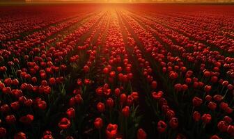 Tulpe Feld beim Sonnenaufgang, Tulpe Hintergrund foto