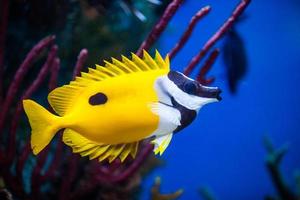 Onespot Foxface Rabbitfish Nahaufnahme in einem Salzwasseraquarium foto