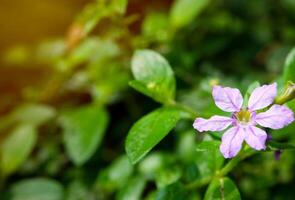 lila Blumen Blühen im Frühling schön lila Blumen foto