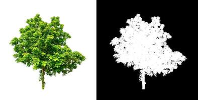 Baum, die auf weißem Hintergrund isoliert sind, eignen sich sowohl für den Druck als auch für Webseiten foto