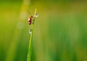 Gras und Morgen Tau abstrakt. foto