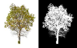 Bäume, die auf weißem Hintergrund isoliert sind, eignen sich sowohl für den Druck als auch für Webseiten foto