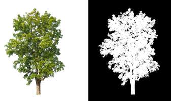 Bäume, die auf weißem Hintergrund isoliert sind, eignen sich sowohl für den Druck als auch für Webseiten foto