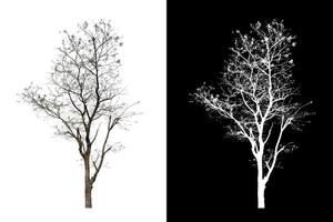 Baum, die auf weißem Hintergrund isoliert sind, eignen sich sowohl für den Druck als auch für Webseiten foto