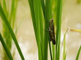 Insekten Fliege, Licht Grün Gras mit Sonnenlicht foto