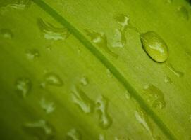 grünes Blatt mit Wassertropfen aus nächster Nähe foto