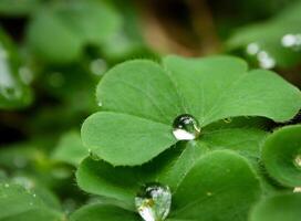 grünes Blatt mit Wassertropfen aus nächster Nähe foto