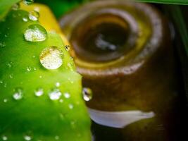 grünes Blatt mit Wassertropfen aus nächster Nähe foto