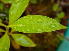 grünes Blatt mit Wassertropfen aus nächster Nähe foto