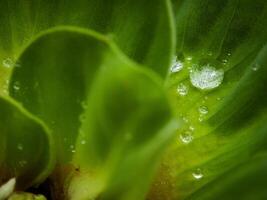 grünes Blatt mit Wassertropfen aus nächster Nähe foto