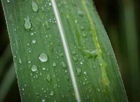 grünes Blatt mit Wassertropfen aus nächster Nähe foto