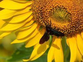 fliegend Insekten versammeln Nektar von Sonnenblume. foto