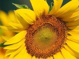 fliegend Insekten versammeln Nektar von Sonnenblume. foto