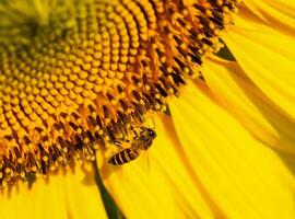 Biene sammelt Nektar von ein Sonnenblume foto