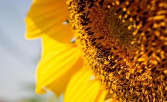 Biene sammelt Nektar von ein Sonnenblume foto