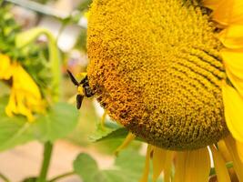 Biene sammelt Nektar von ein Sonnenblume foto