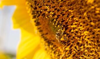 Biene sammelt Nektar von ein Sonnenblume foto