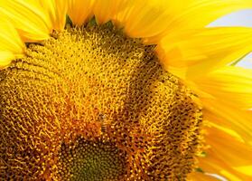 Biene sammelt Nektar von ein Sonnenblume foto