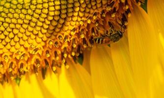 fliegend Insekten versammeln Nektar von Sonnenblume. foto