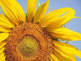 Biene sammelt Nektar von ein Sonnenblume foto