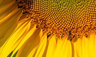 Biene sammelt Nektar von ein Sonnenblume foto