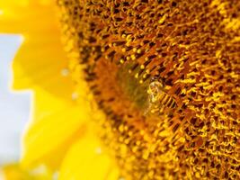 Biene sammelt Nektar von ein Sonnenblume foto