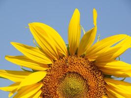 Biene sammelt Nektar von ein Sonnenblume foto