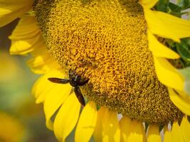 fliegend Insekten versammeln Nektar von Sonnenblume. foto