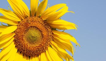 Biene sammelt Nektar von ein Sonnenblume foto