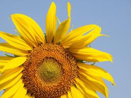 Biene sammelt Nektar von ein Sonnenblume foto