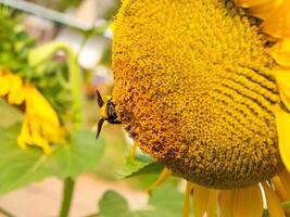 Biene sammelt Nektar von ein Sonnenblume foto