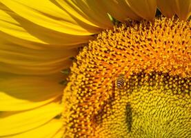 schließen oben Aussicht von Biene sammelt Nektar von ein Sonnenblume foto