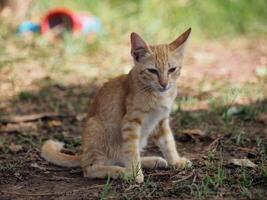 glücklich Katze süß Katze Sitzung auf das Gras foto