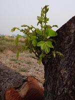 Baum Kofferraum isoliert von Hintergrund foto