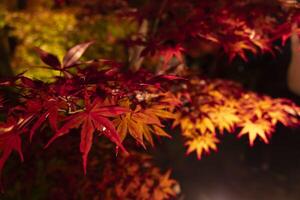 ein beleuchtet rot Blätter beim das traditionell Garten beim Nacht im Herbst schließen oben foto