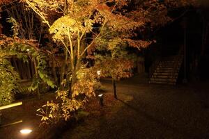 ein beleuchtet rot Blätter beim das traditionell Garten beim Nacht im Herbst breit Schuss foto