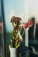 welk Tulpen auf das Fensterbrett, das Schönheit von Welken, das Metapher von Altern, das Schönheit von alt Alter, künstlerisch doppelt Exposition foto