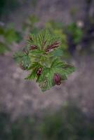 zwei Marienkäfer Paarung auf ein Johannisbeere Blatt foto