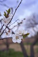 Aprikose Blumen auf ein Baum, Hintergrund foto