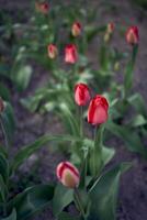 rot Tulpen sind gepflanzt im Reihen auf das Blumenbeet foto