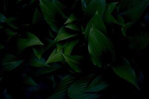 Hosta Plantage Textur, Pflanze Hintergrund foto