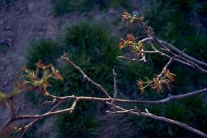 das zuerst Frühling Sprossen von ein Nussbaum Baum foto