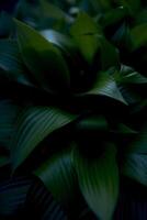 Hosta Plantage Textur, Pflanze Hintergrund foto