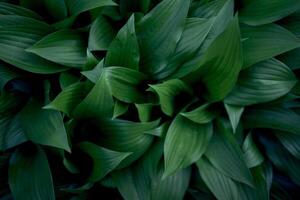 Hosta Plantage Textur, Pflanze Hintergrund foto