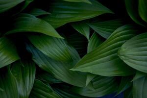 Hosta Plantage Textur, Pflanze Hintergrund foto