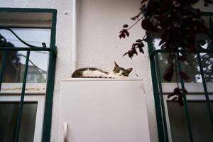 Tabby Katze Schlafen auf ein Metall Box auf ein Sommer- Tag foto